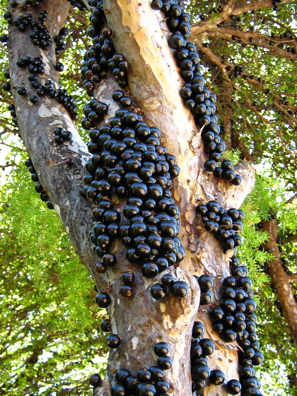 Jabuticaba: The Brazilian Grape Tree (image credits: pixabay)