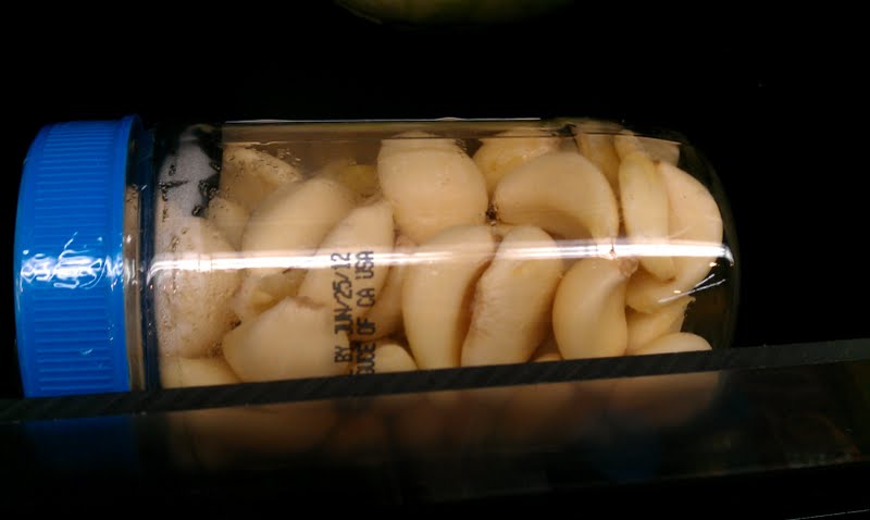 Conclusion: The Timeless Appeal of Garlic (image credits: wikimedia)