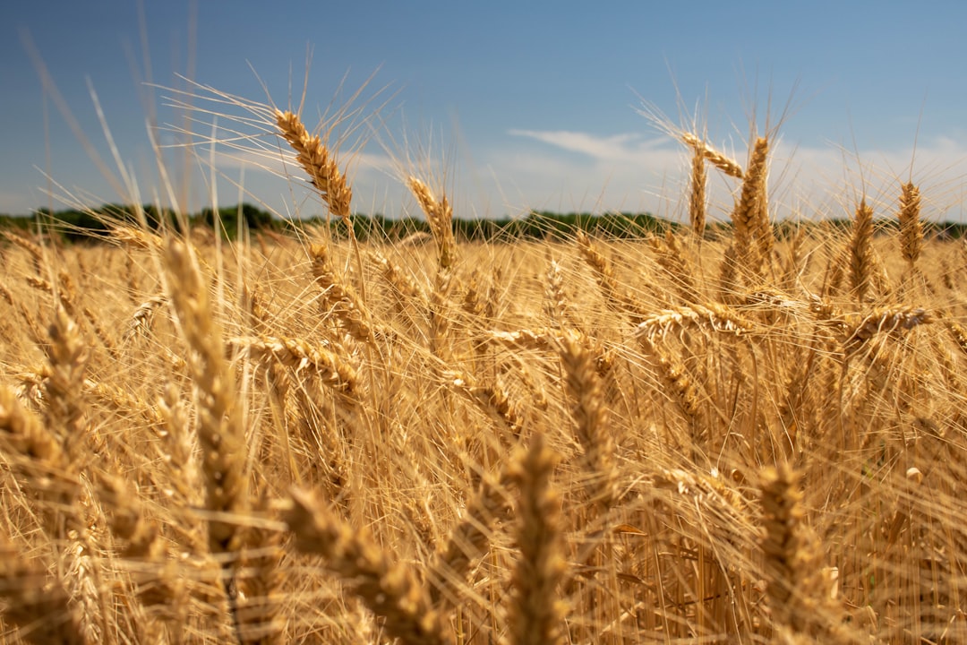 Wheat: Hard Times in the Heartland (image credits: unsplash)
