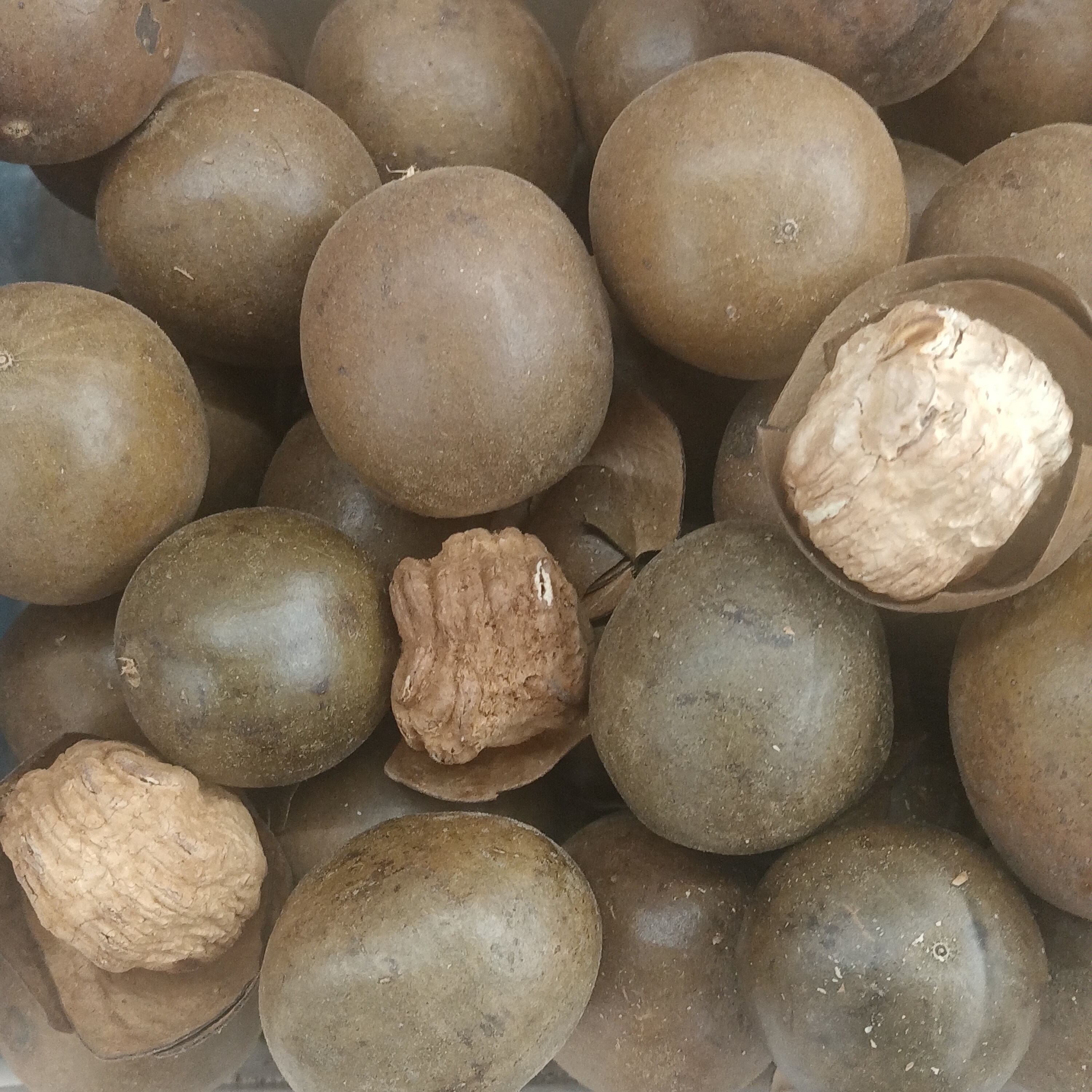 Meet Monk Fruit: The Ancient Asian Wonder (image credits: wikimedia)