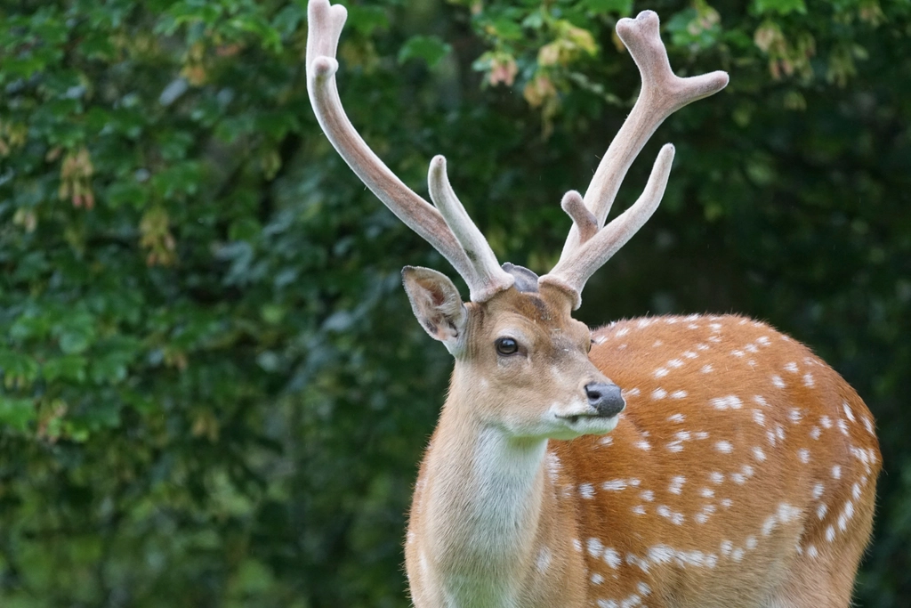 Venison Was the Star of the Show (image credits: rawpixel)
