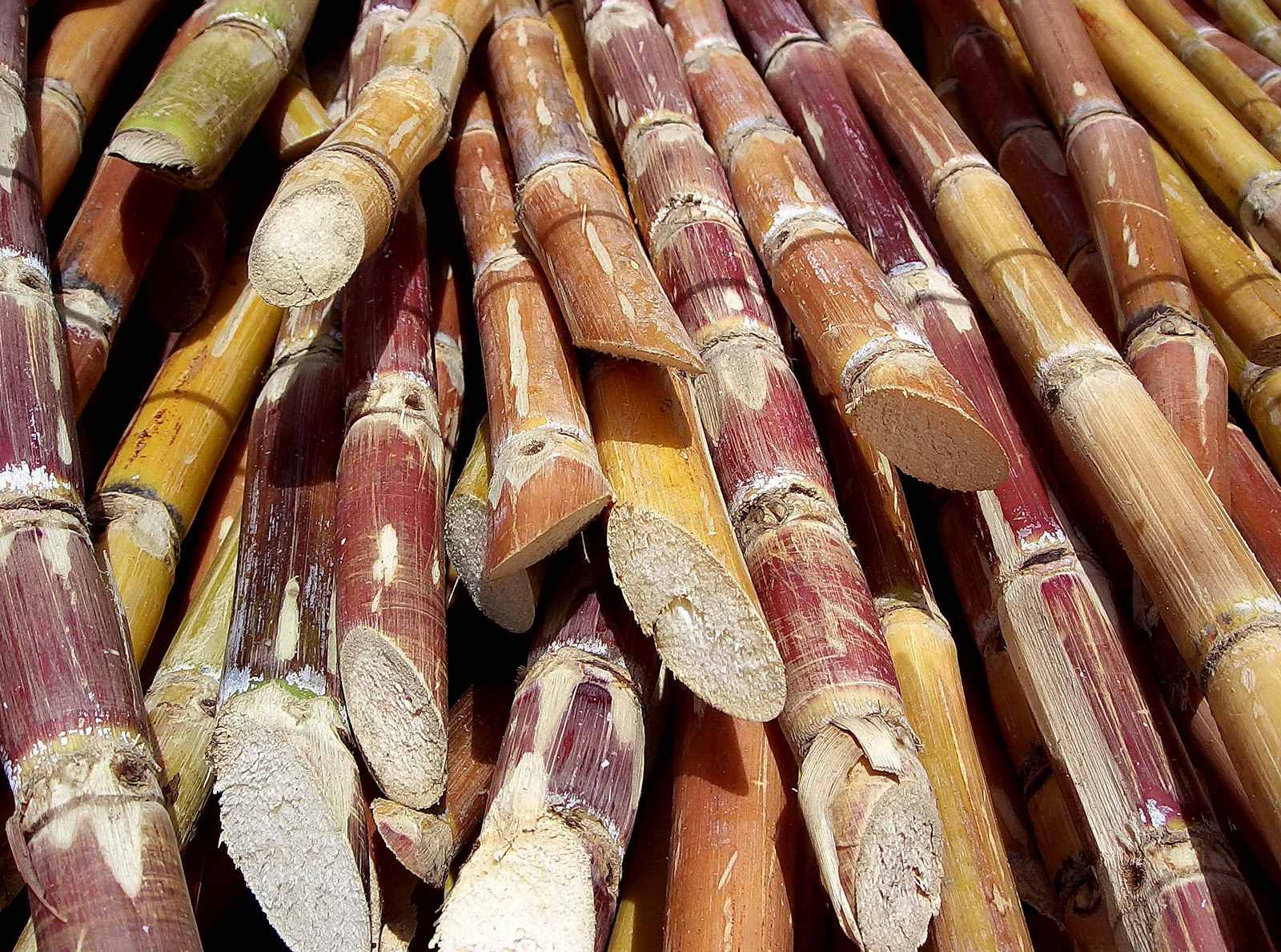 Hawaiian Legacy Sugarcane Preparations (Image Credits: Wikimedia)