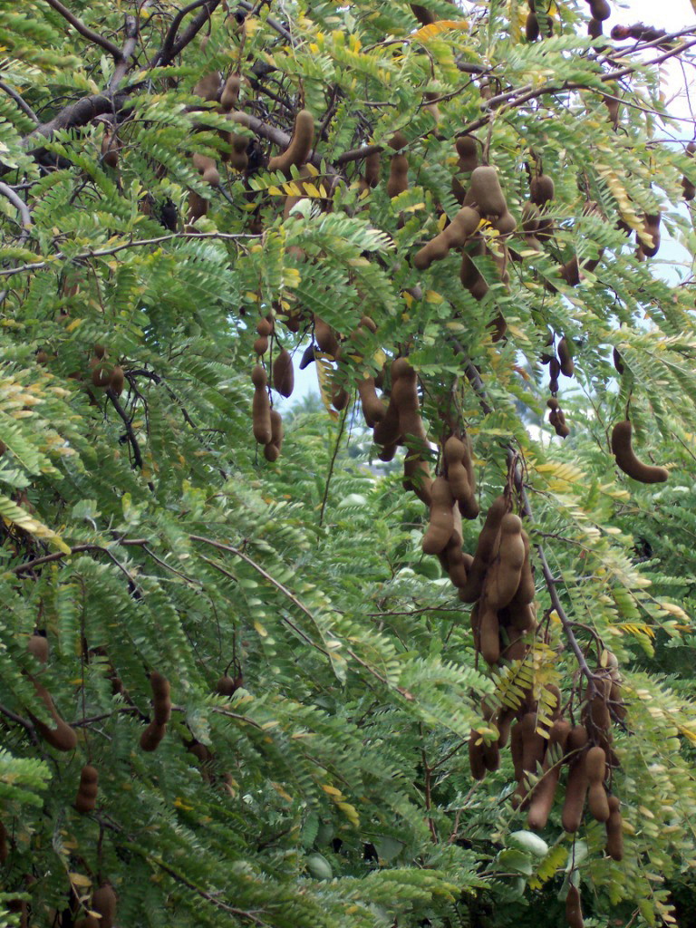 Conclusion: The Future of Tamarind (image credits: wikimedia)