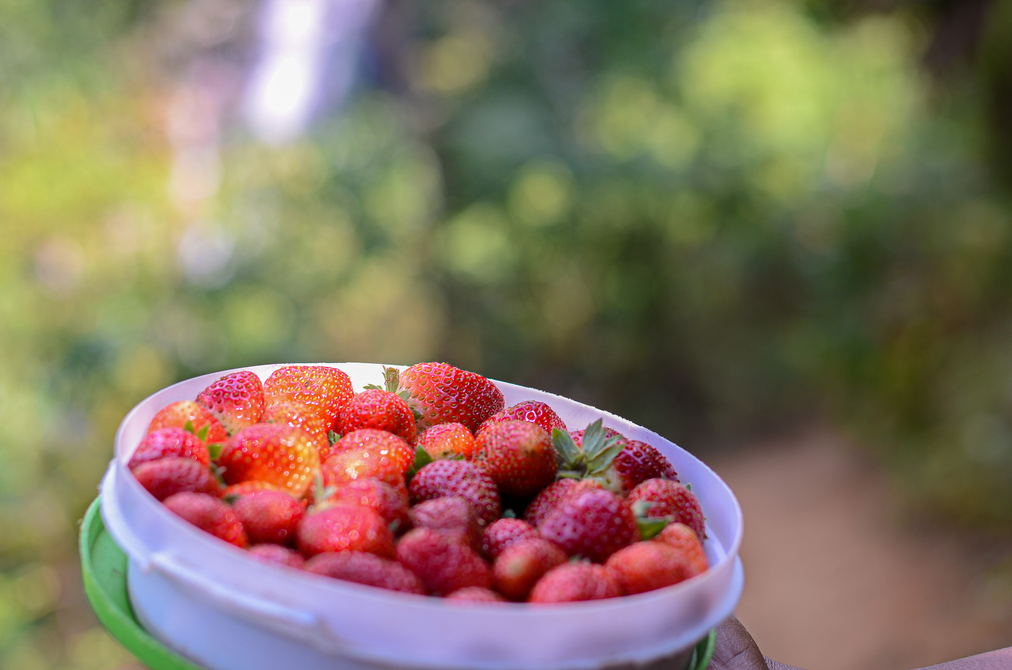 3. Strawberries: Sweet Flavor with Surprising Sugar Stability (image credits: wikimedia)