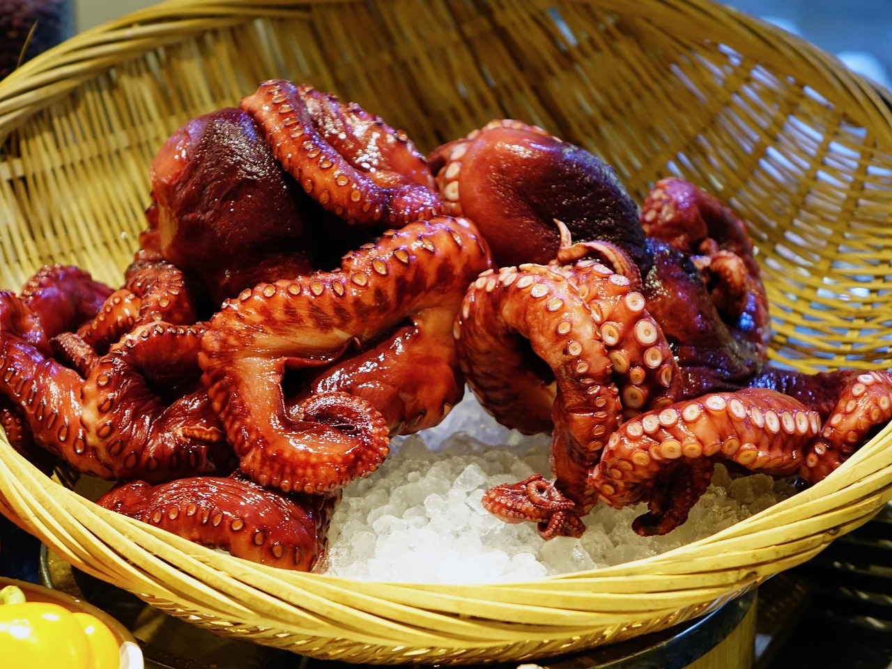 Live Octopus and Its Eight Terrifying Arms (image credits: pixabay)