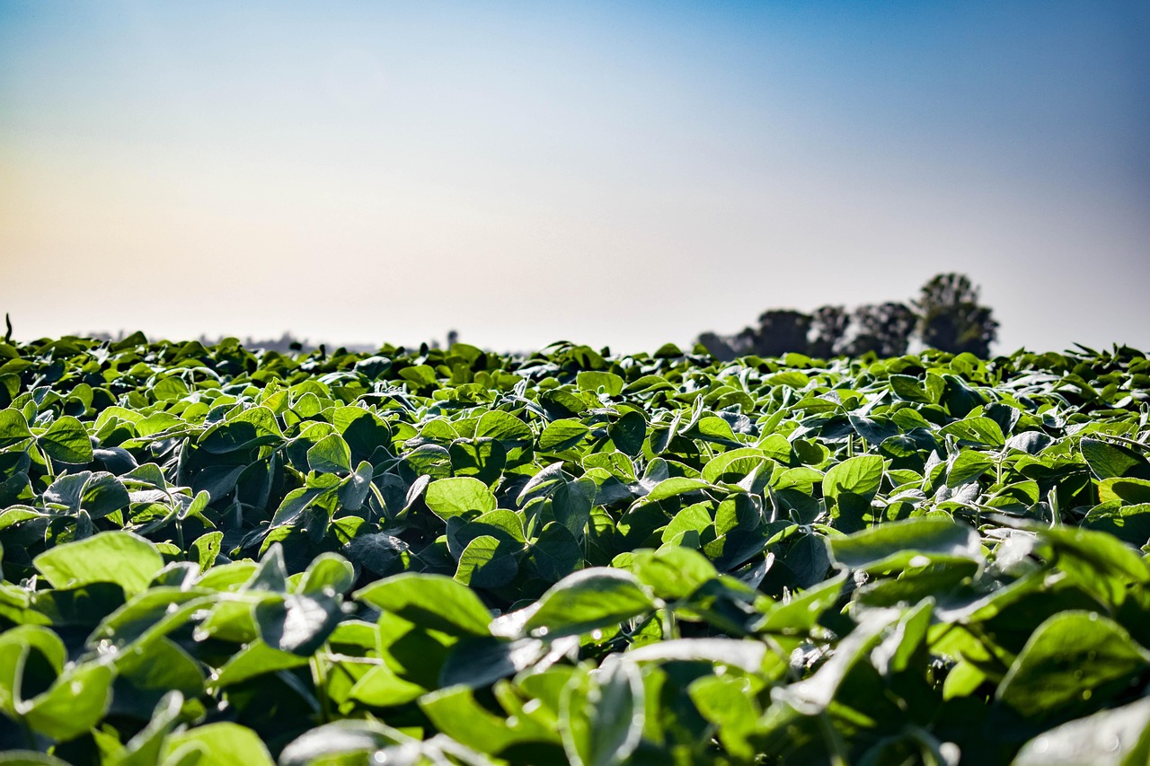 10. Soybeans: A Staple Under Siege (image credits: pixabay)
