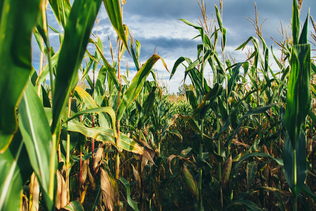 12. Corn: More Than Just Ethanol (image credits: unsplash)