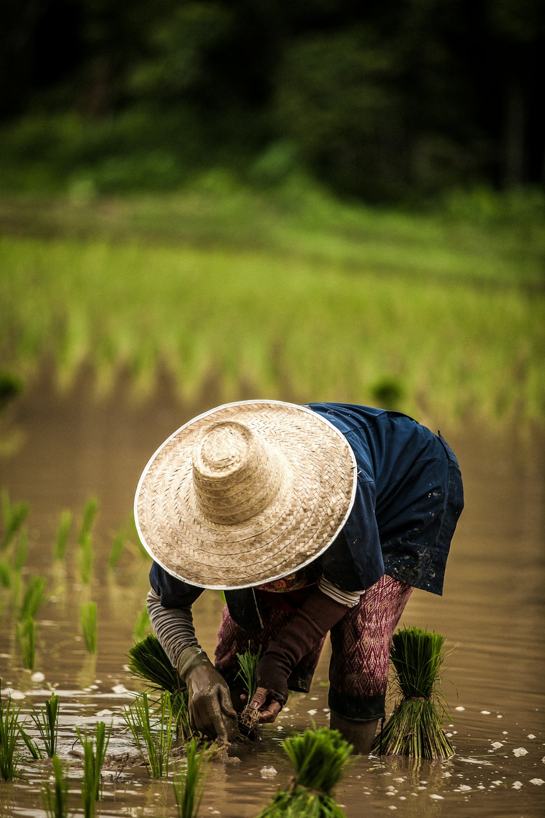 Rice Export Restrictions and Global Shortages (image credits: unsplash)