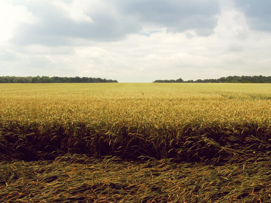 1. Pearl Barley: The Ancient Grain Reimagined (image credits: unsplash)