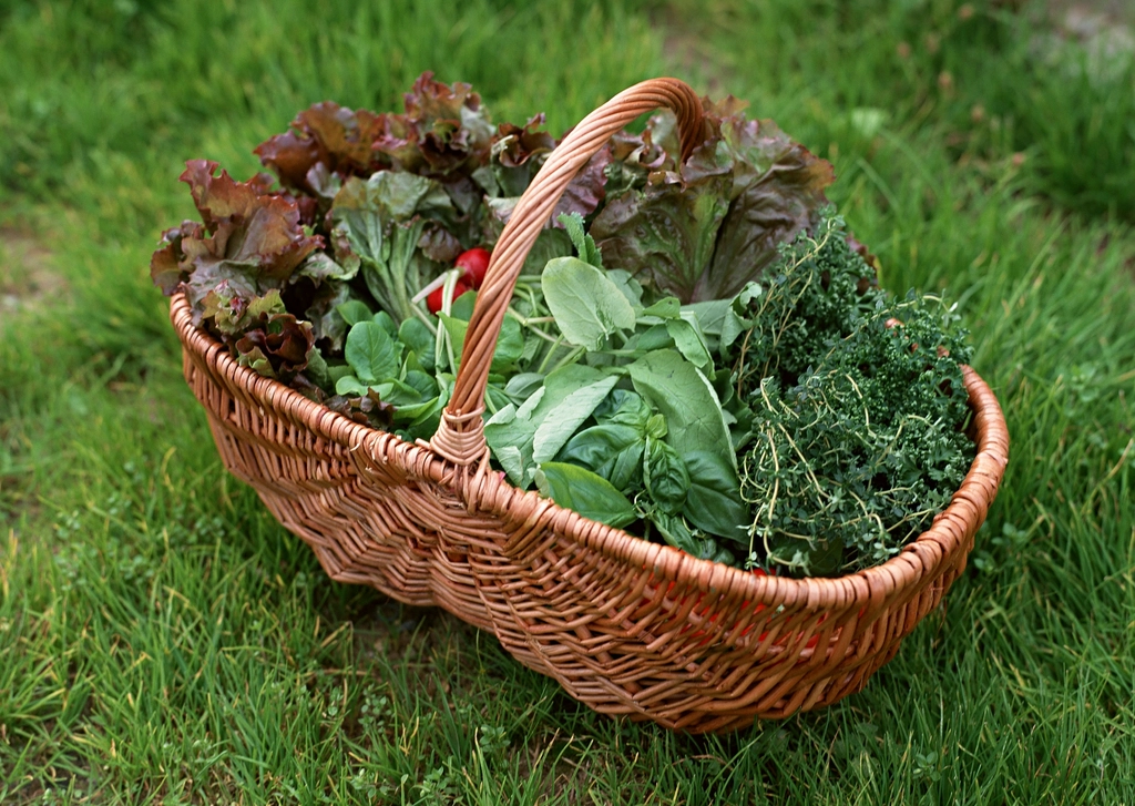 Leafy Greens: Nature's Multivitamin (image credits: rawpixel)