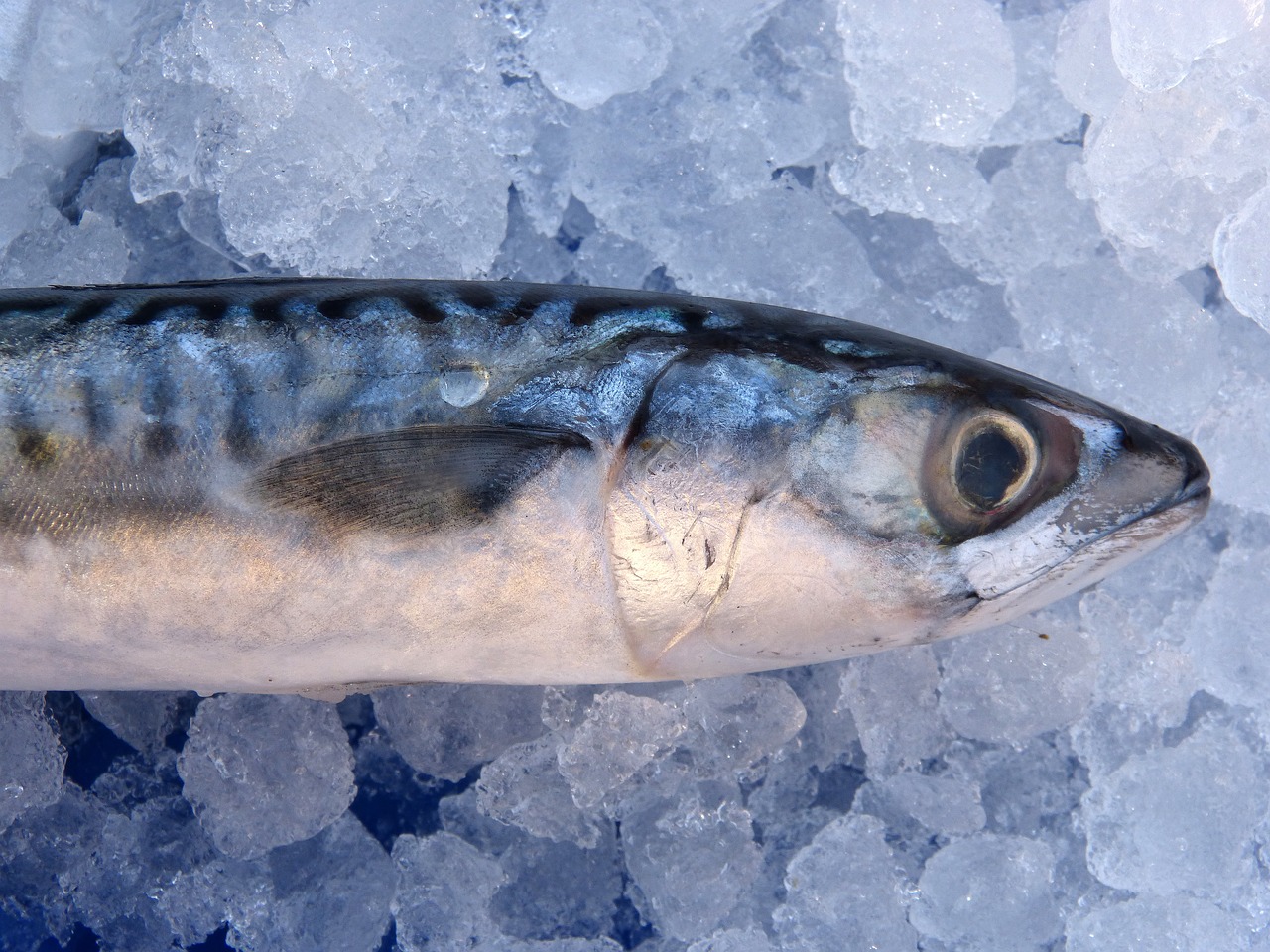 Mackerel: The Unsung Omega-3 Powerhouse (image credits: pixabay)