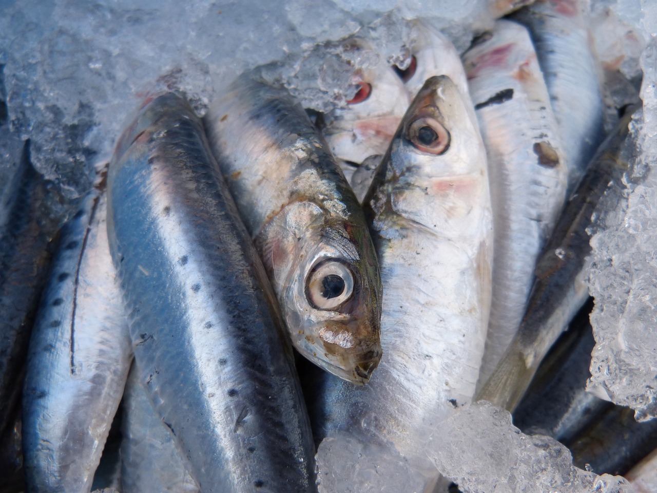 Sardines - The Ultimate Nutritional Powerhouse (image credits: pixabay)