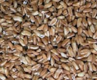 Farro (image credits: wikimedia)