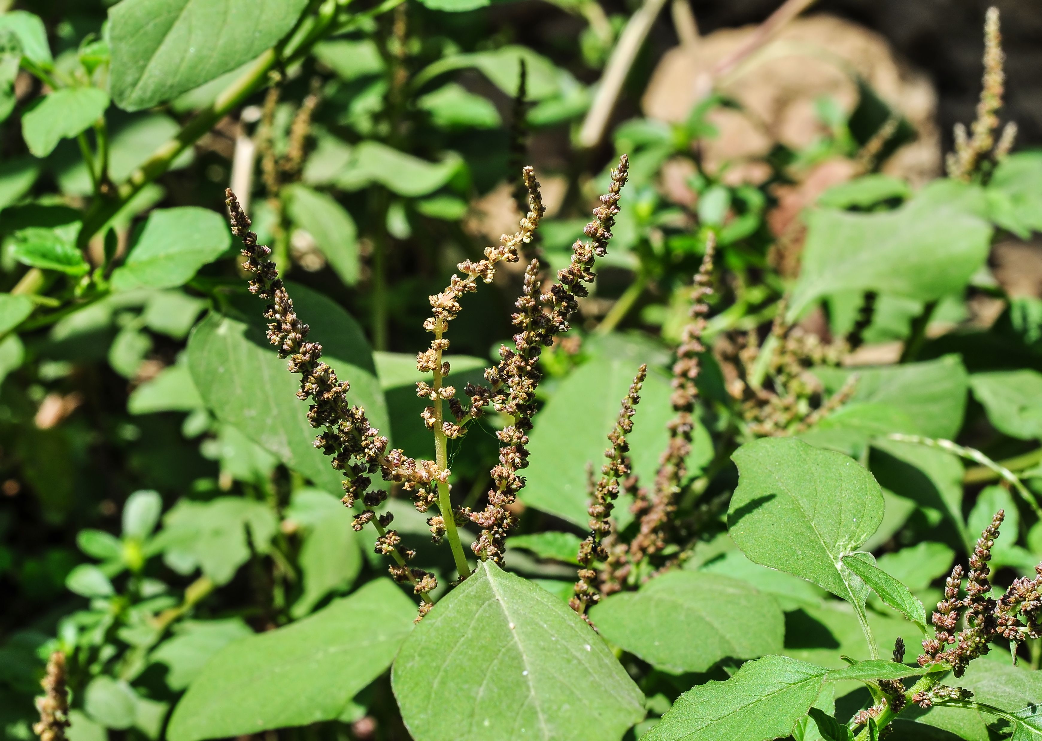 Amaranth Greens (image credits: wikimedia)