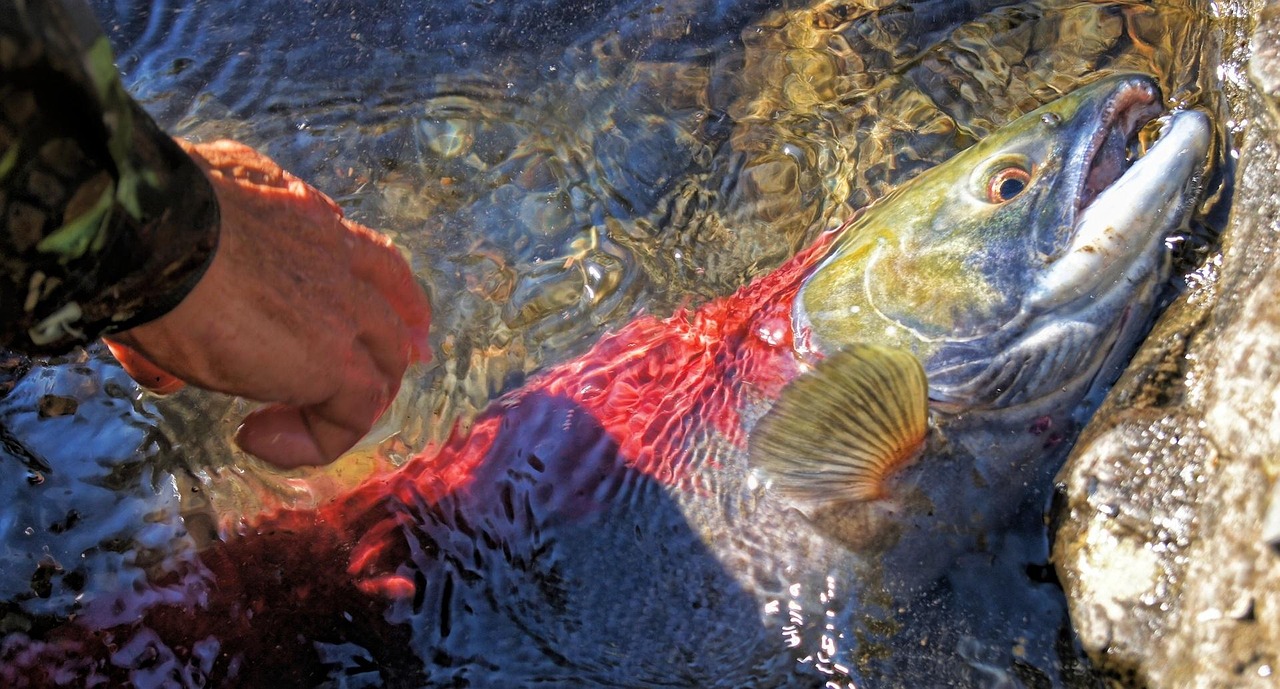 Wild-Caught Alaskan Salmon - The Gold Standard (image credits: pixabay)