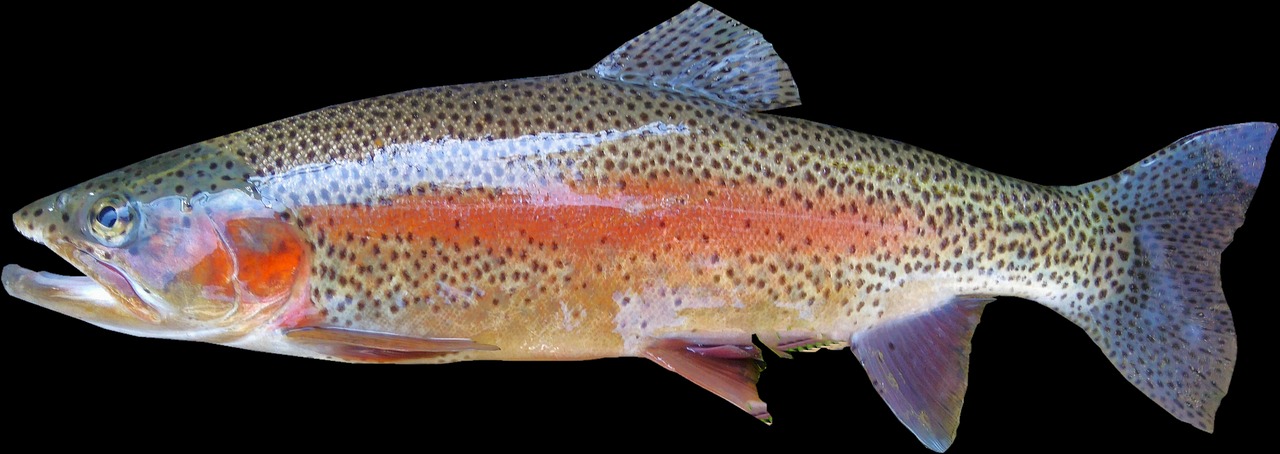 The Gentle Giant: Rainbow Trout (image credits: pixabay)