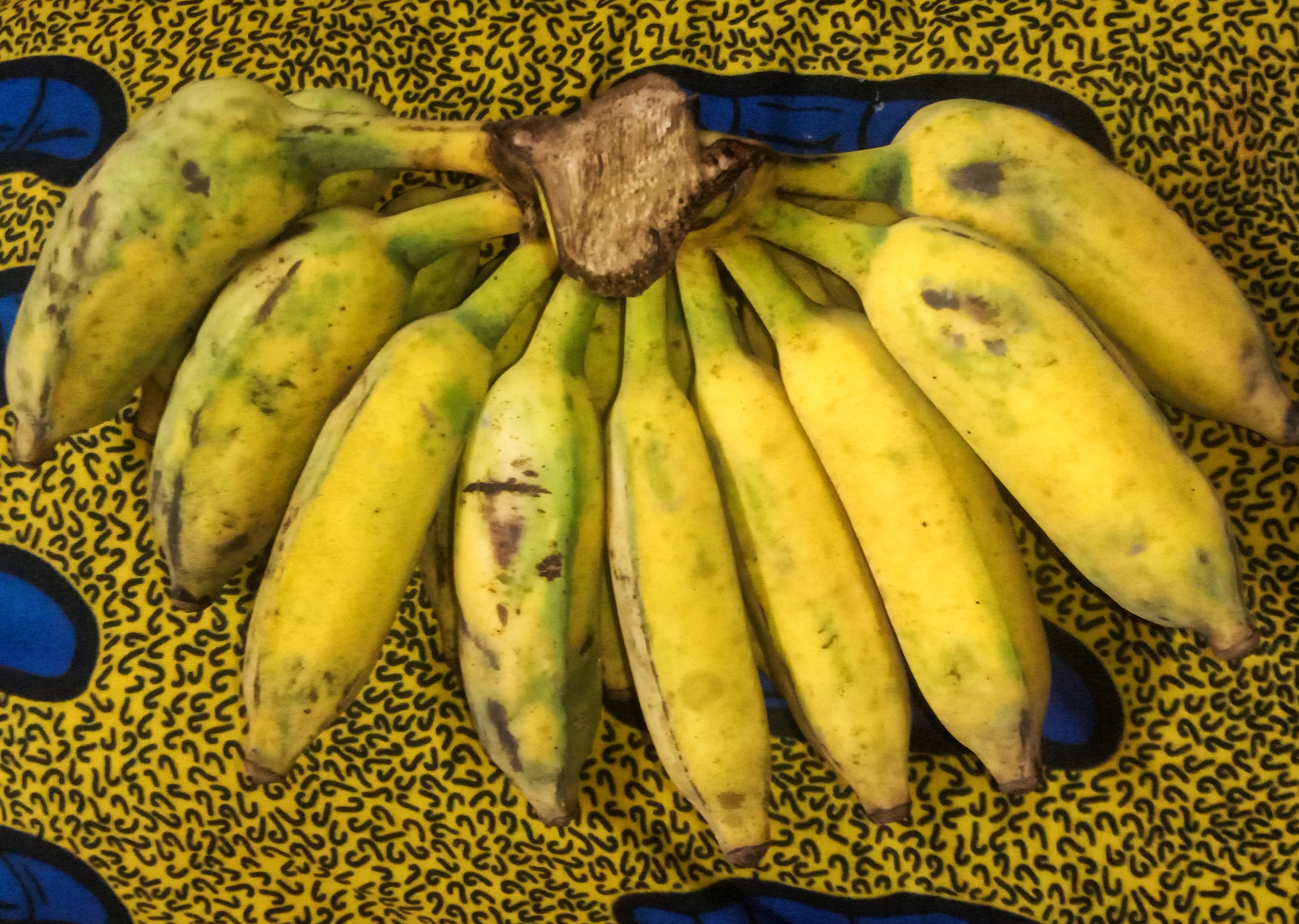 Organic Bananas: The Race Against Time (image credits: wikimedia)