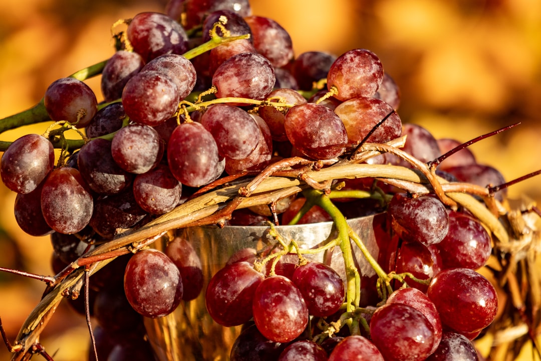 Grapes (image credits: unsplash)