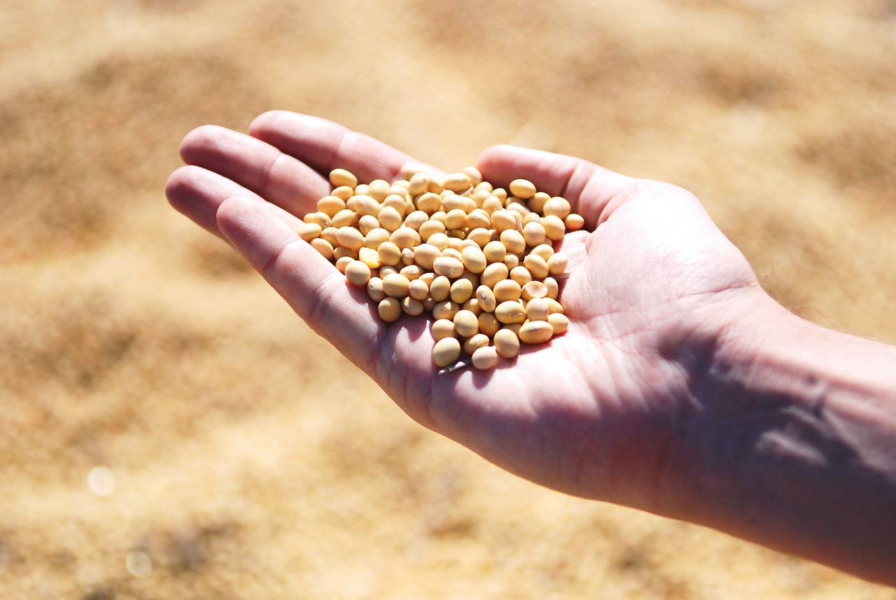 Soybeans: The Health Food That Becomes Inedible (image credits: pixabay)
