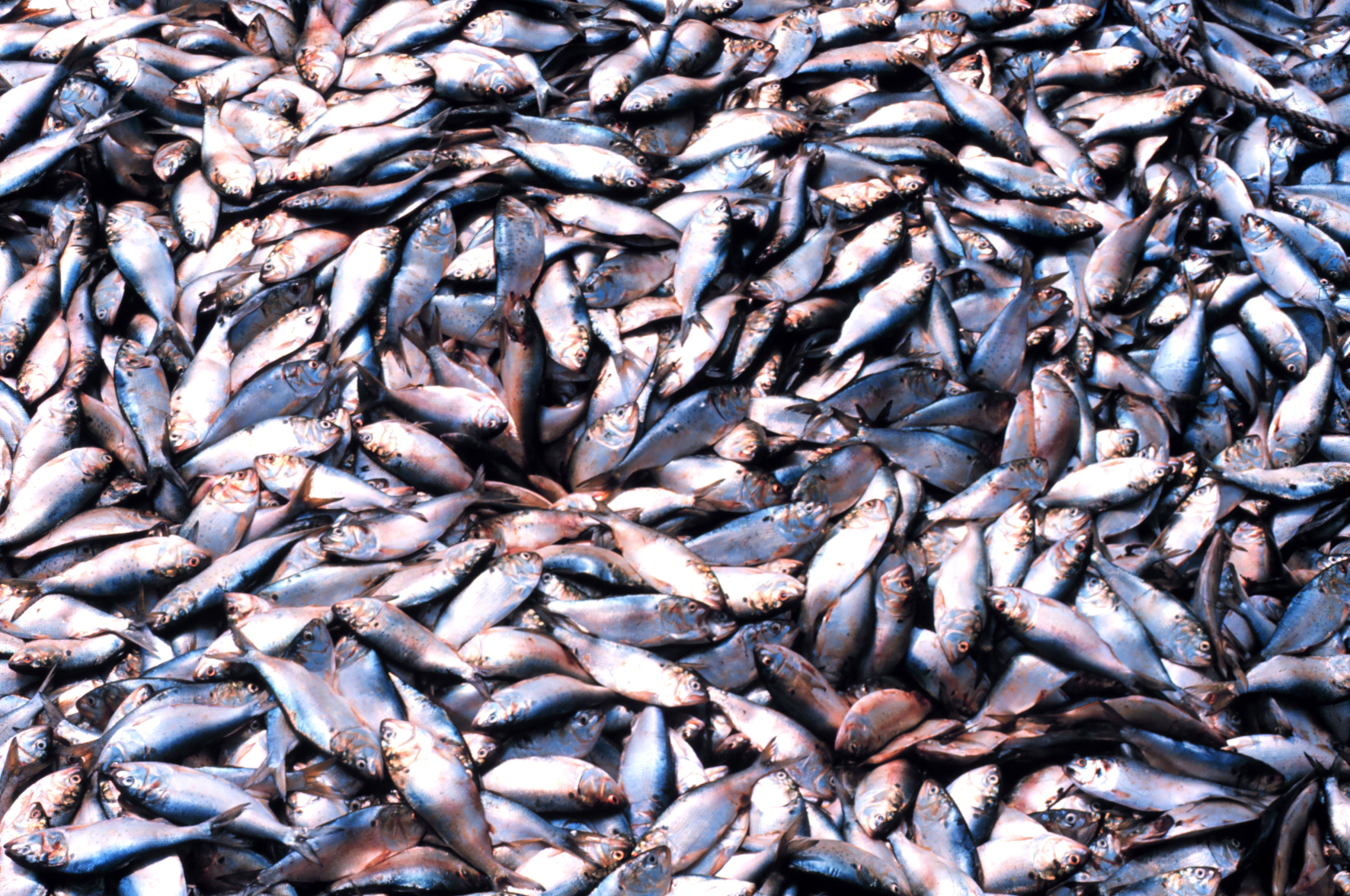 Seafood: Oceans Under Siege (image credits: wikimedia)