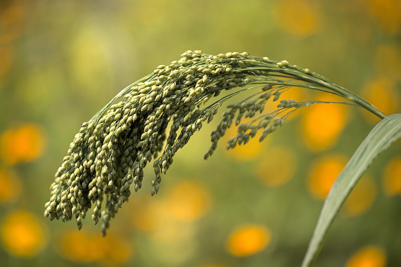 Millet (image credits: pixabay)