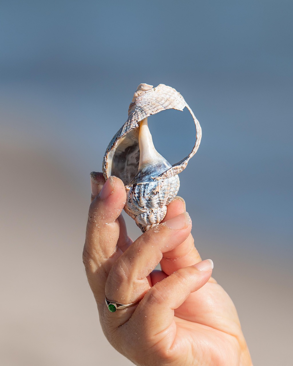 Shellfish: The Iron-Rich Seafood (image credits: pixabay)