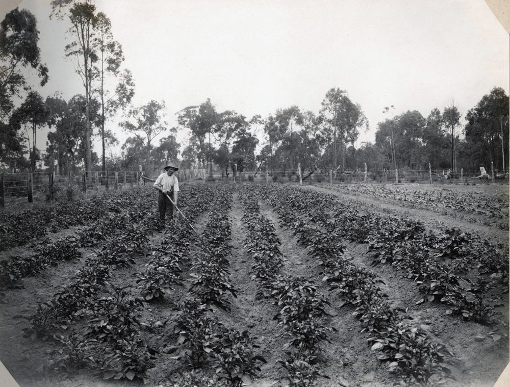 Europe's Introduction to the Potato (image credits: wikimedia)
