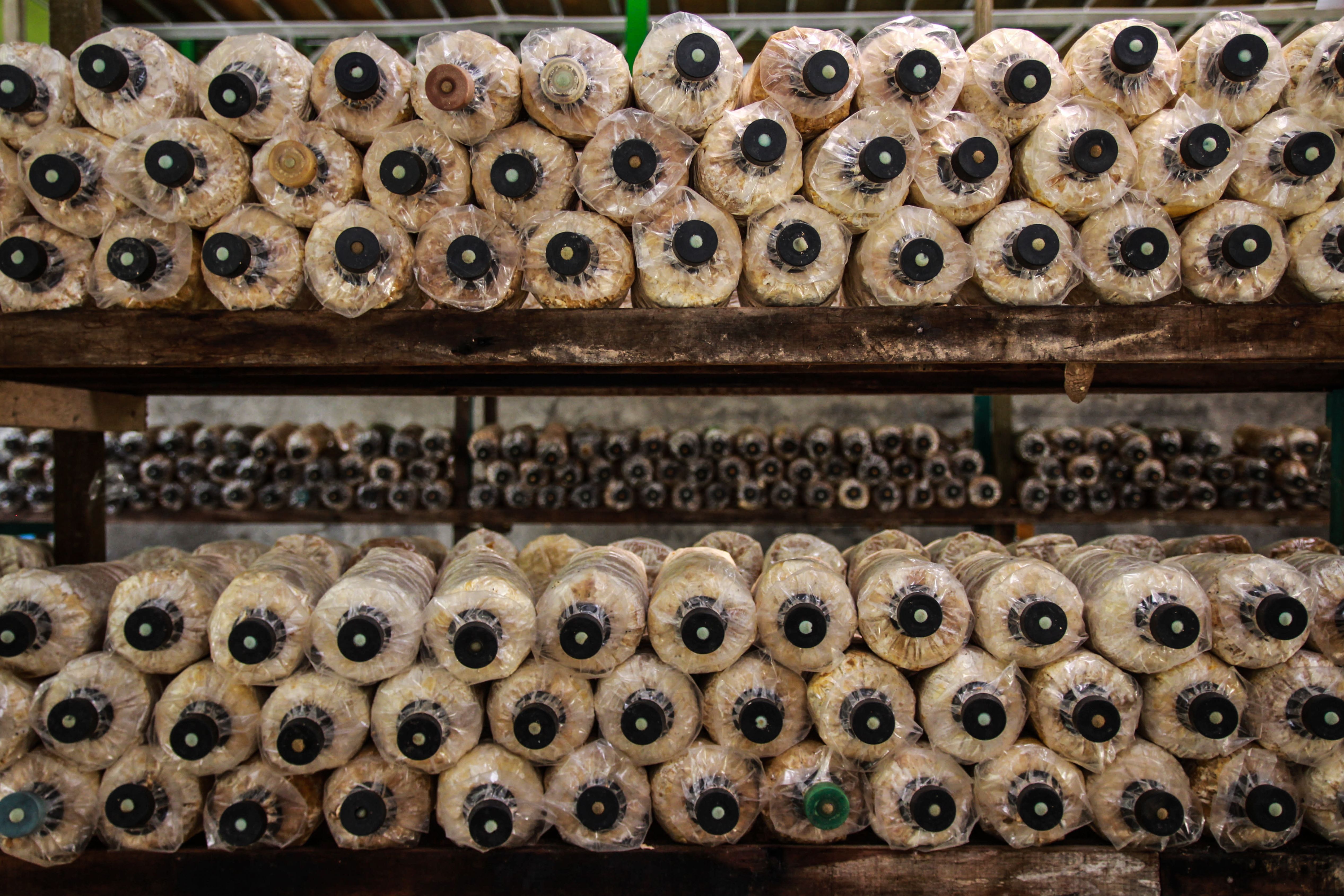 The Role of Technology in Mushroom Cultivation (image credits: wikimedia)