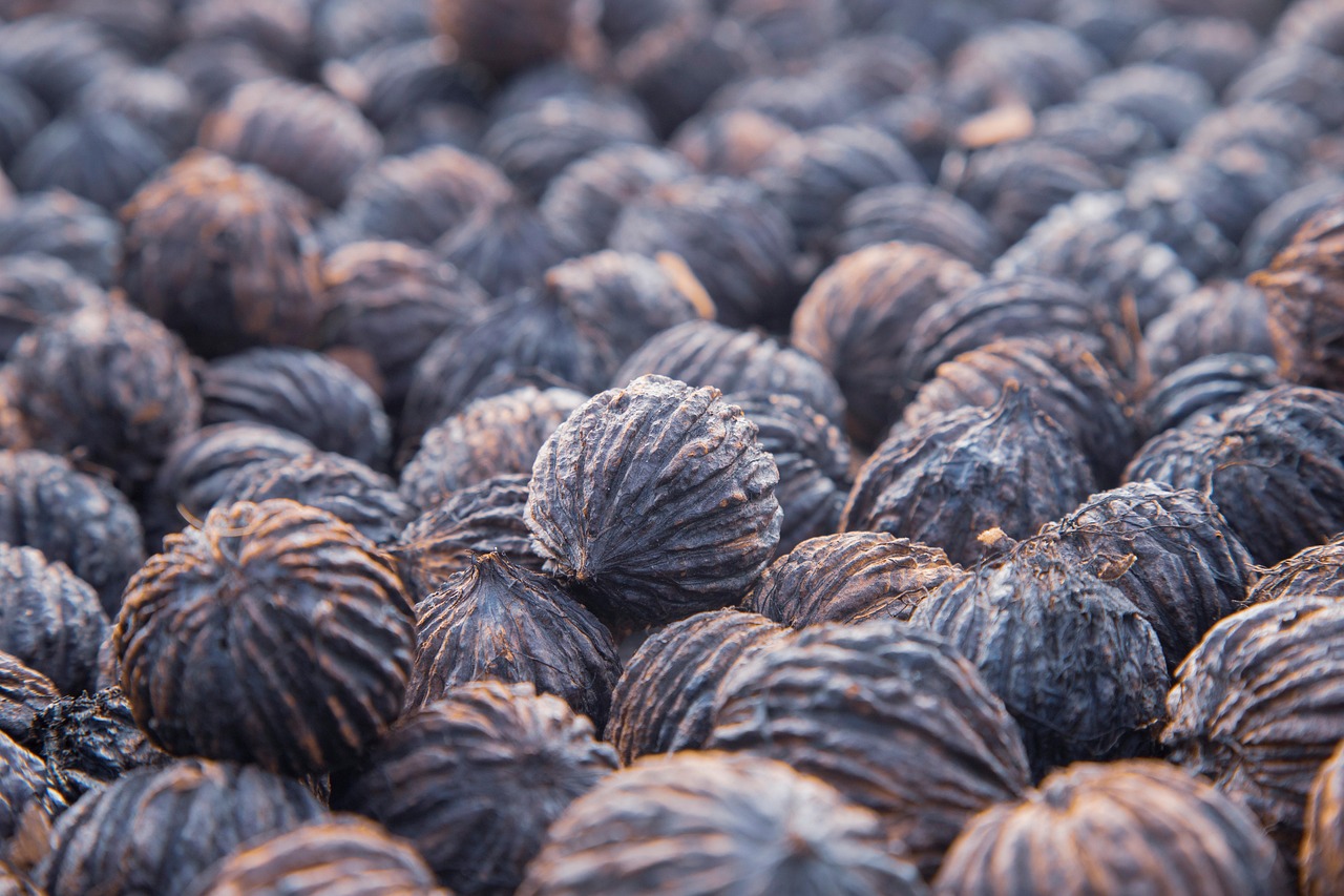 Black Walnuts: The Wild American Original (image credits: pixabay)
