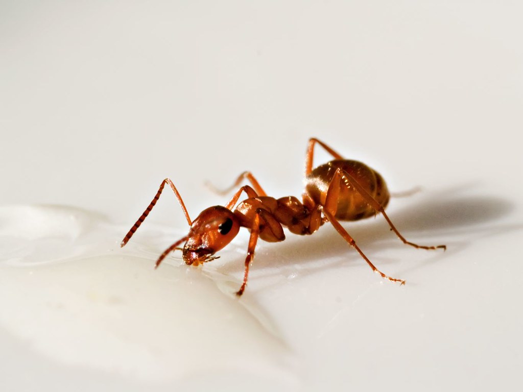 Honey – Nature's Pest Bait (image credits: flickr)