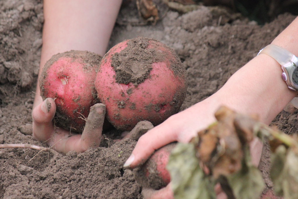 Potatoes: The Underground Champion That Changed History (image credits: flickr)