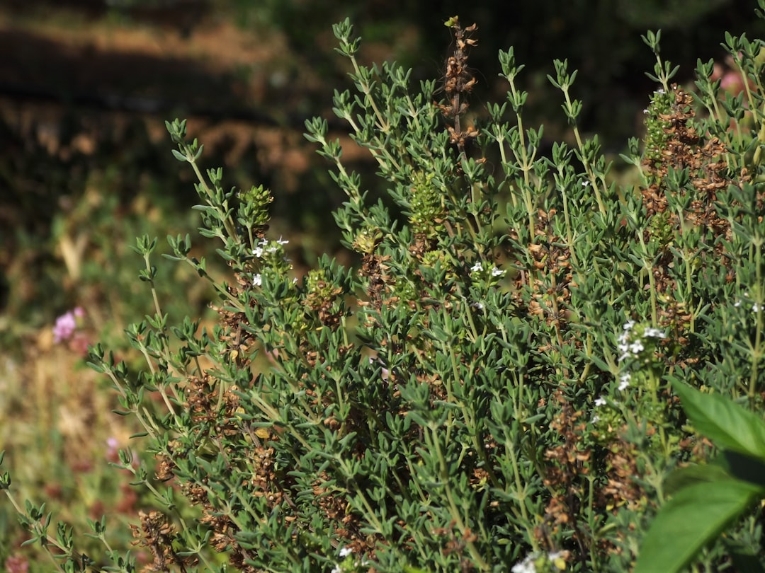 Thyme: The Respiratory System's Best Friend (Image Credits: Unsplash)