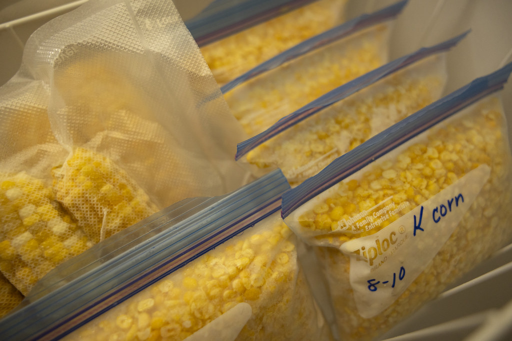 Corn Kernels: The Golden Disappointment (image credits: flickr)