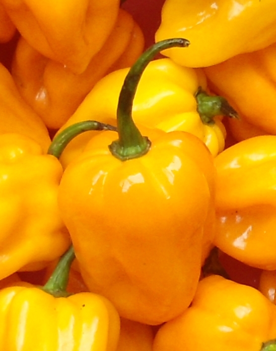 7. Ajà Amarillo – Peru’s Golden Heat (image credits: wikimedia)