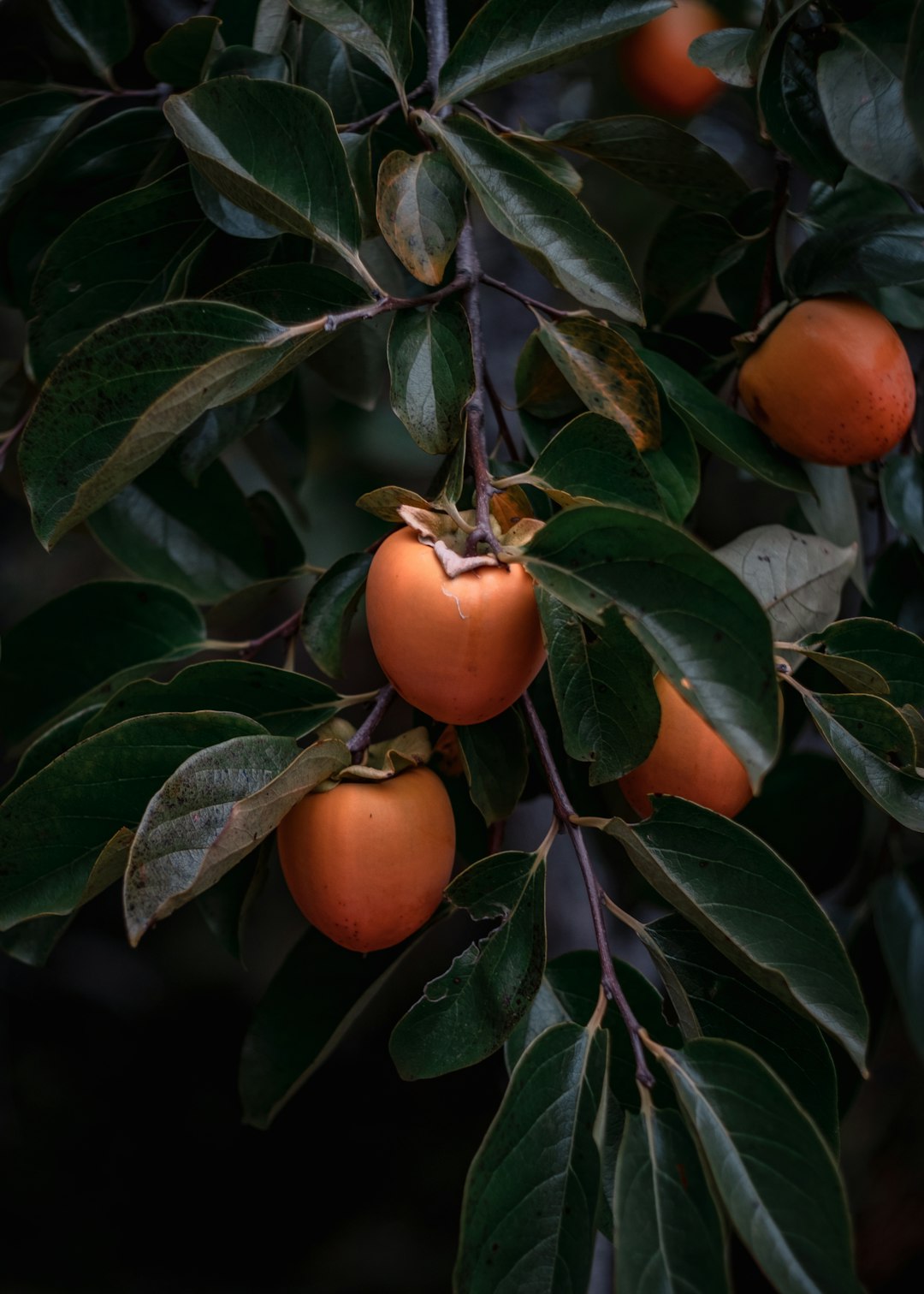 Persimmons: A Fall Sugar Surprise (image credits: unsplash)