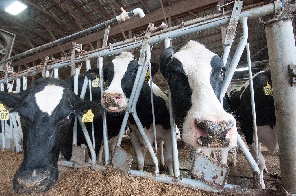 The Global Beef Industry's Climate Math (image credits: flickr)