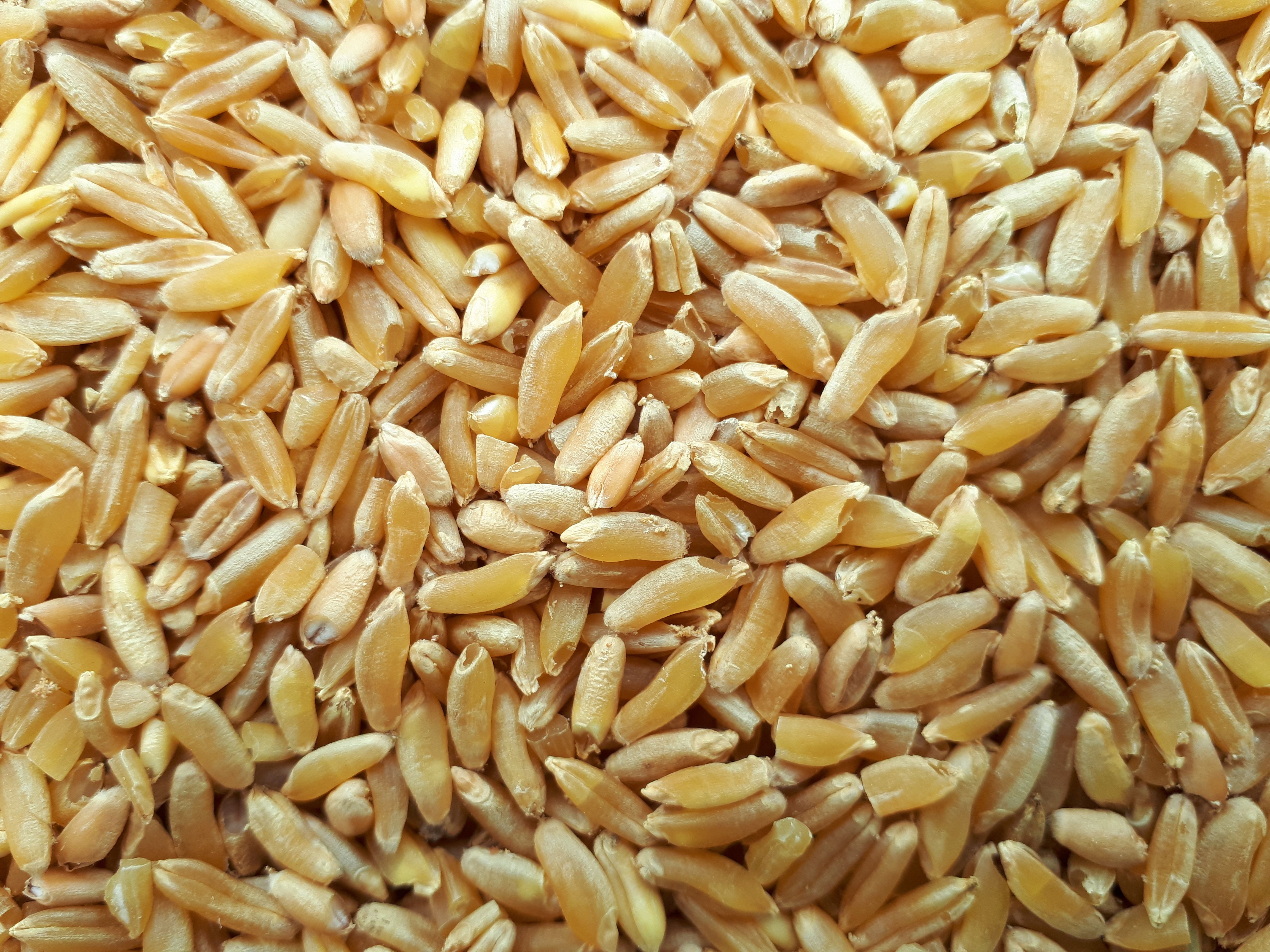 Kamut: The “King Tut’s Wheat” in Modern Nutrition (image credits: wikimedia)