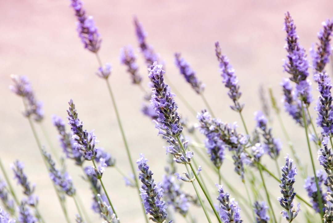 Seasonal Considerations for Using Lavender (image credits: unsplash)