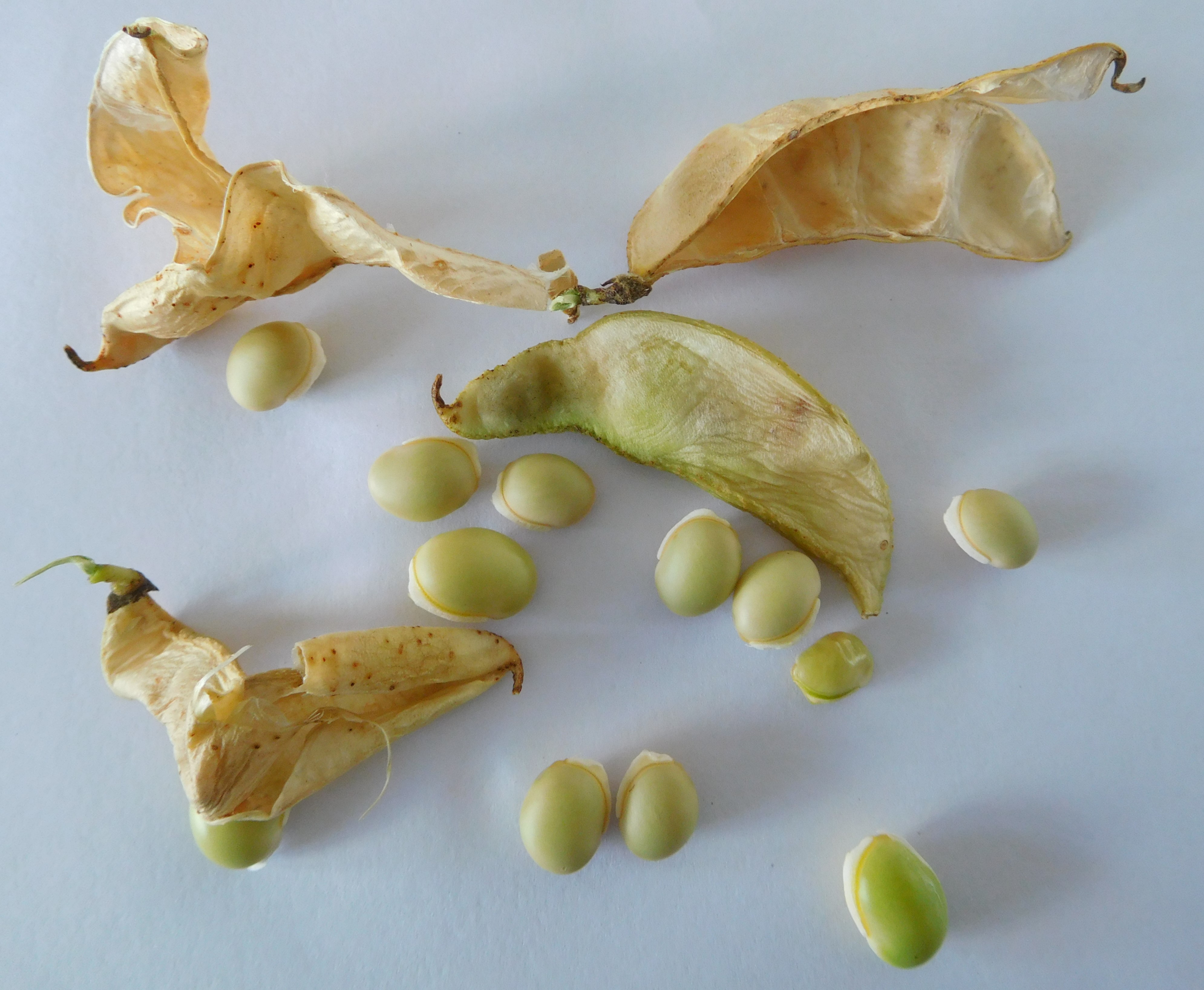 Lima Beans - The Misunderstood Giant (image credits: By Filo gèn', CC BY-SA 4.0, https://commons.wikimedia.org/w/index.php?curid=65557276)