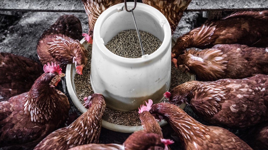 Chicken: Feed Costs and Bird Flu Impact (image credits: unsplash)
