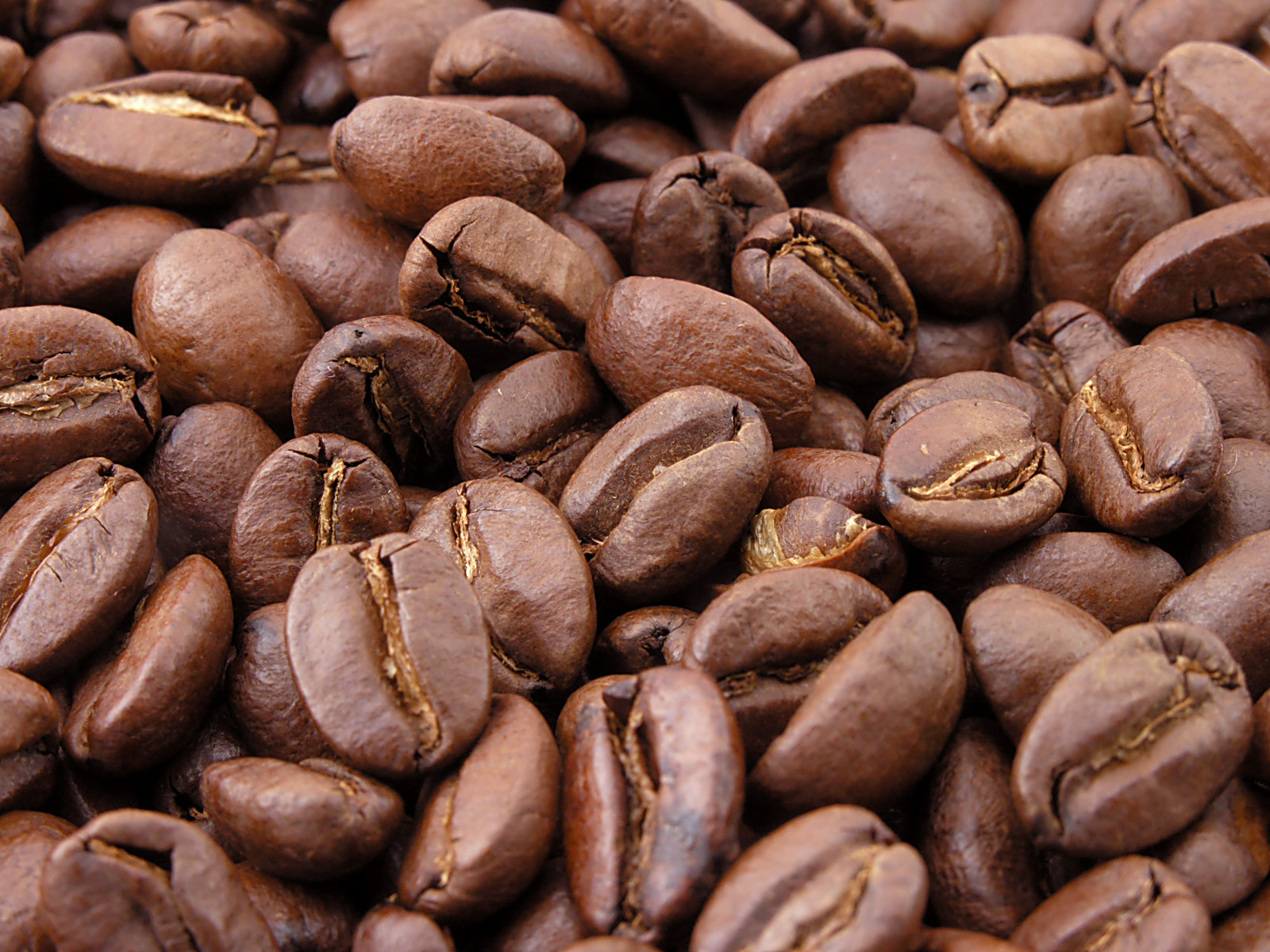 Coffee Beans: Morning Rituals in Jeopardy (image credits: wikimedia)