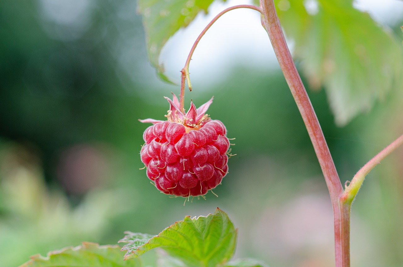 Raspberries: The Fiber Powerhouse (image credits: pixabay)