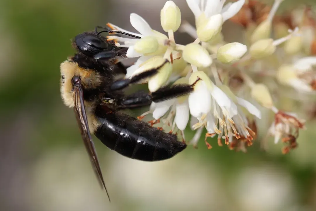 Look for Actual Pollen Content (Image Credits: Unsplash)