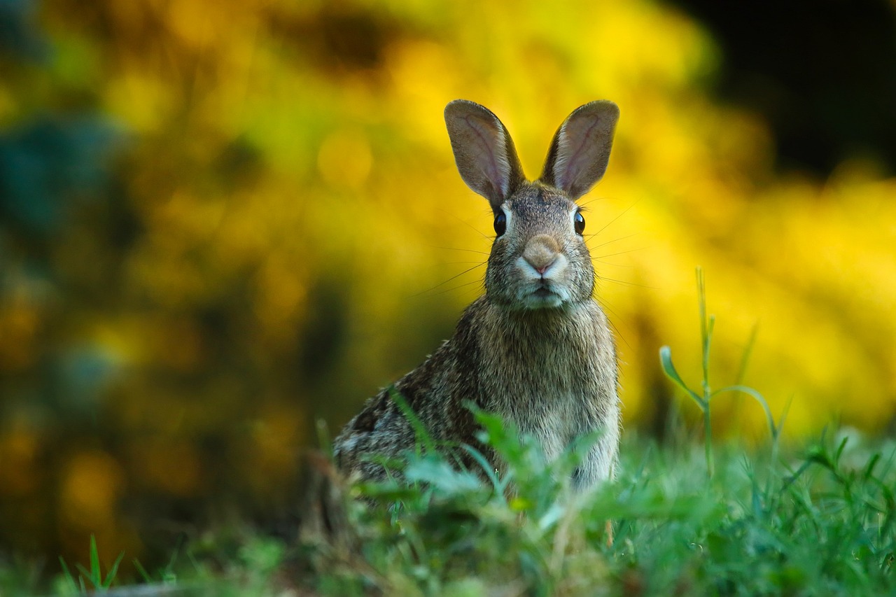 Rabbit Heads (image credits: pixabay)