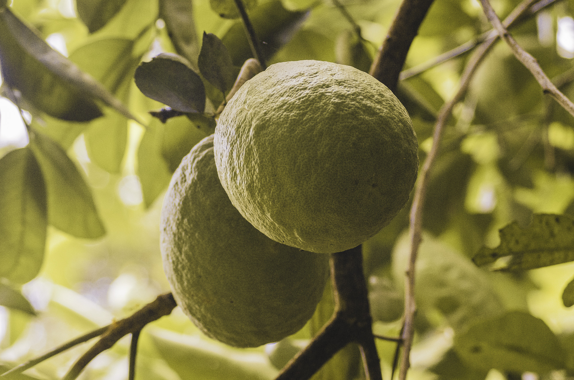 Mechanism: How Lemon Juice Enhances Iron Bioavailability (image credits: wikimedia)