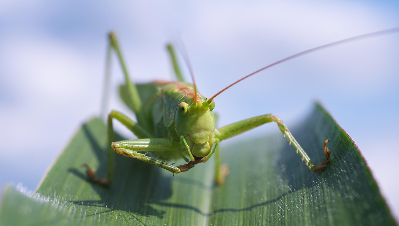 Fried Grasshoppers (image credits: pixabay)