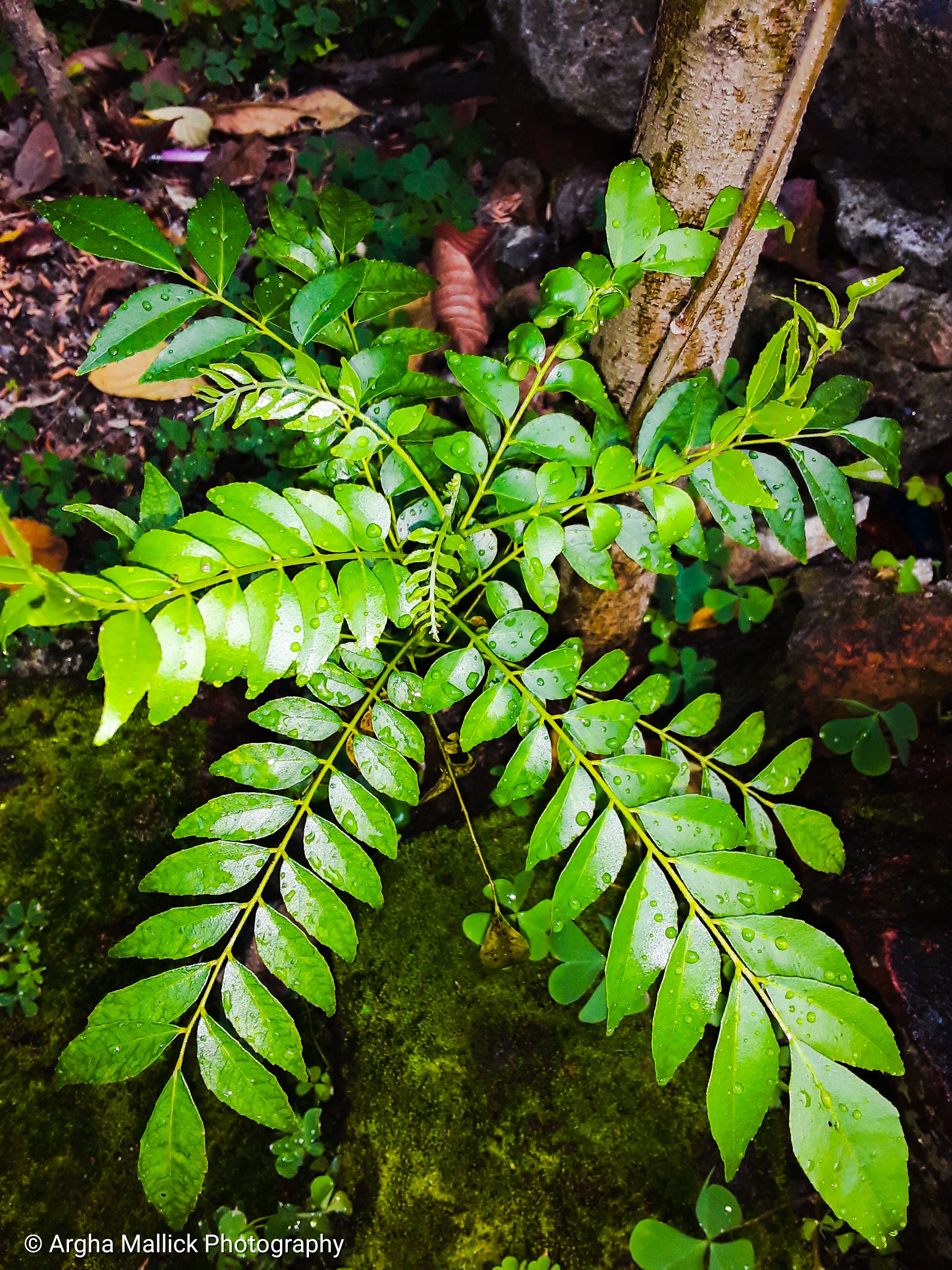 7. Curry Leaves (image credits: wikimedia)