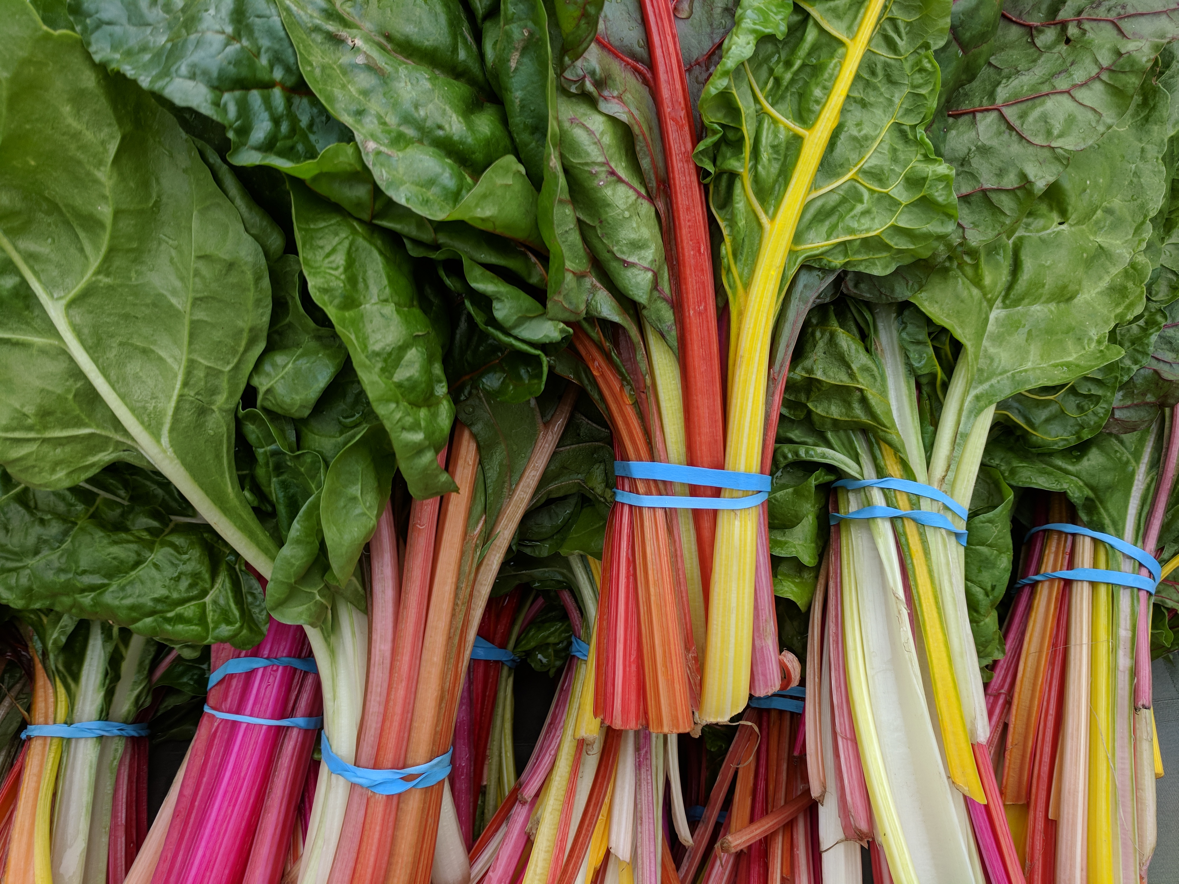 5. Swiss Chard: The Overlooked Vitamin K and A Giant (image credits: wikimedia)