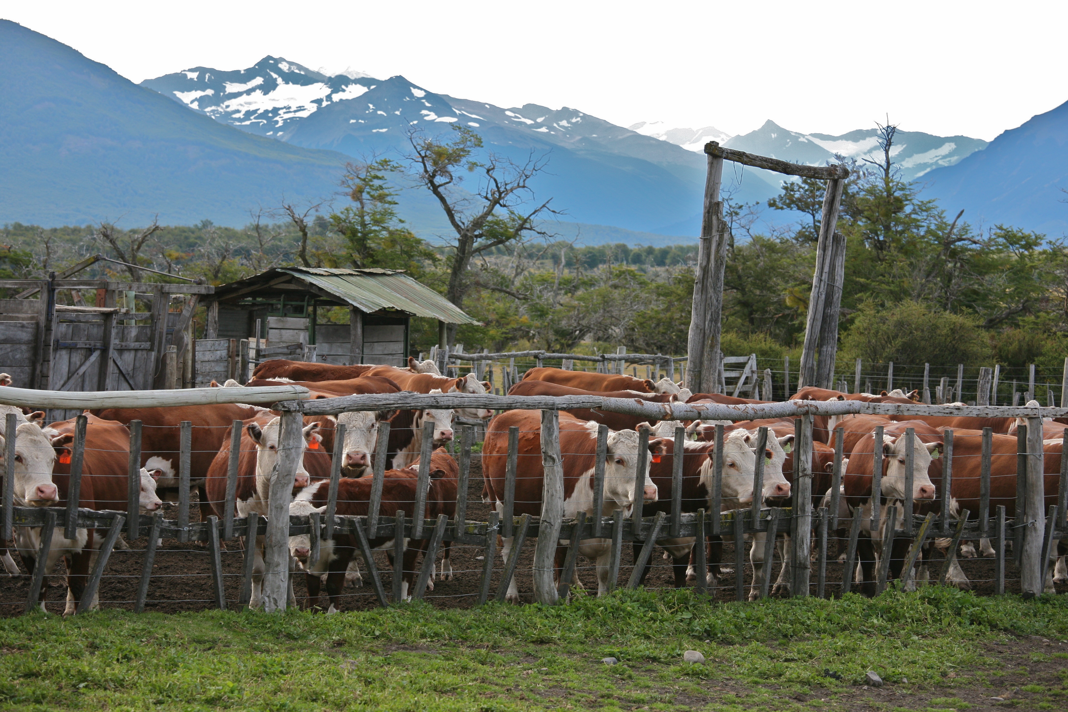 The Meat Industry Pushes Back (image credits: wikimedia)