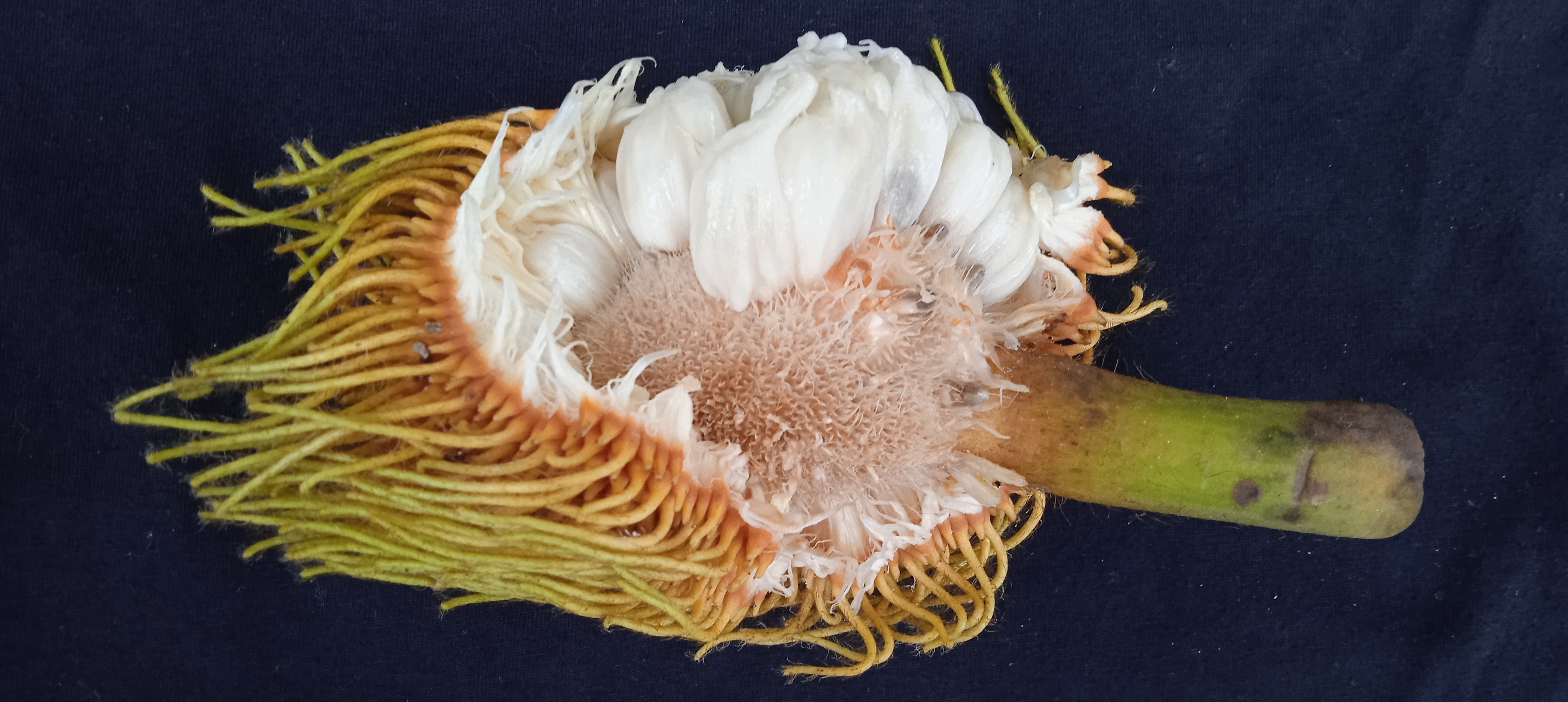 Fruit Portions: The Key to Balance (image credits: wikimedia)